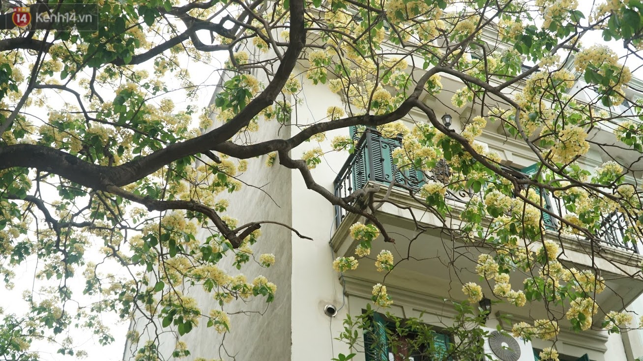 After their cold, people were able to admire the unique treasure of noodle flowers that exuded a blooming fragrance in the heart of Hanoi - Photo 5.