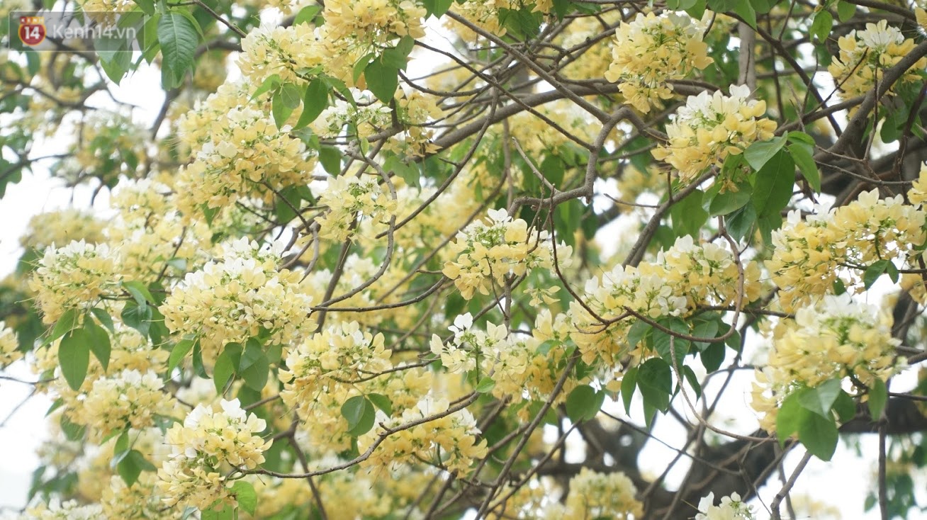 After his cold, people were able to admire the unique treasure of noodle flowers that exuded a blooming fragrance in the heart of Hanoi - Photo 10.