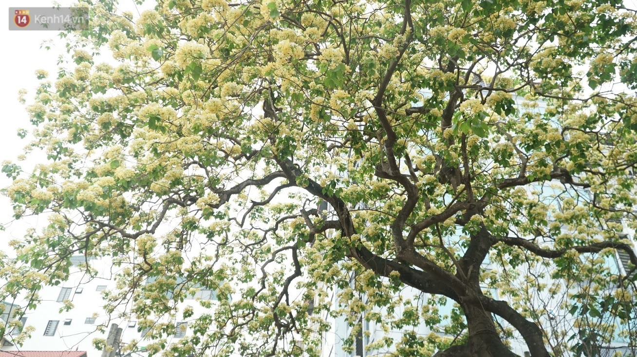 After his cold, people were able to admire the unique treasure of noodle flowers that exuded a blooming fragrance in the heart of Hanoi - Photo 7.