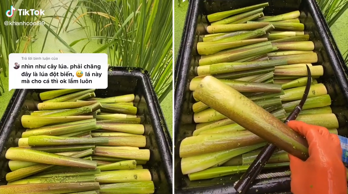 Dân mạng thích thú khi phát hiện giống lúa đột biến siêu to khổng lồ, nhìn kỹ hoá ra là một đặc sản quen thuộc ở Việt Nam - Ảnh 2. Dân mạng thích thú khi phát hiện giống lúa đột biến siêu to khổng lồ, nhìn kỹ hoá ra là một đặc sản quen thuộc ở Việt Nam - Ảnh 2.