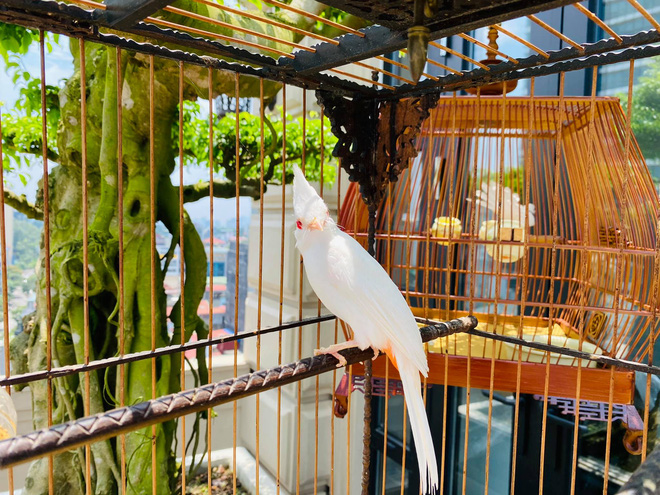 Biệt thự phố cổ Hà Nội của đại gia thời trang Chương Tailor: Xây bể cá Koi 5 tỷ ở ban công, dành nguyên tầng điều hòa nuôi chim đột biến - Ảnh 13.