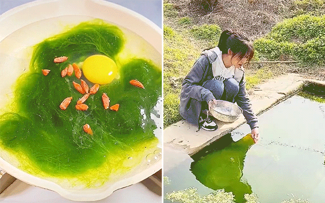 Thứ mọc đầy ao hồ ở các vùng quê Việt Nam, tưởng chỉ vứt đi nhưng vẫn có người ăn, lại còn trộn với trứng sống nhìn mà rùng mình - Ảnh 2.