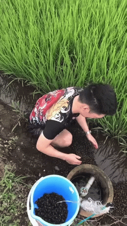Ngỡ ngàng với cánh đồng lúa tại Nhật Bản có loài vật ở Việt Nam ăn cực ngon mà chẳng ai thèm bắt - Ảnh 1.