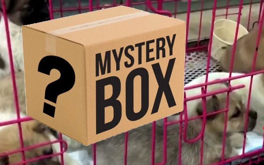 "Hộp mù" chuyển phát động vật: Góc khuất giao hàng kinh dị và tàn nhẫn đáng sợ ở Trung Quốc