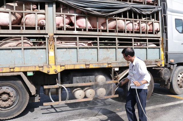 Dịch tả lợn châu Phi trở lại, Bắc Trung Bộ thiệt hại hàng chục nghìn tỷ đồng - Ảnh 2.