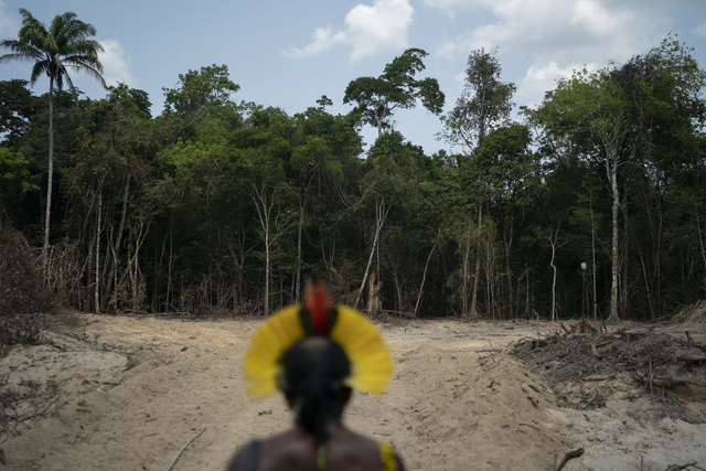 Rừng Amazon thải nhiều carbon hơn lượng khí thải hấp thụ - Ảnh 1.