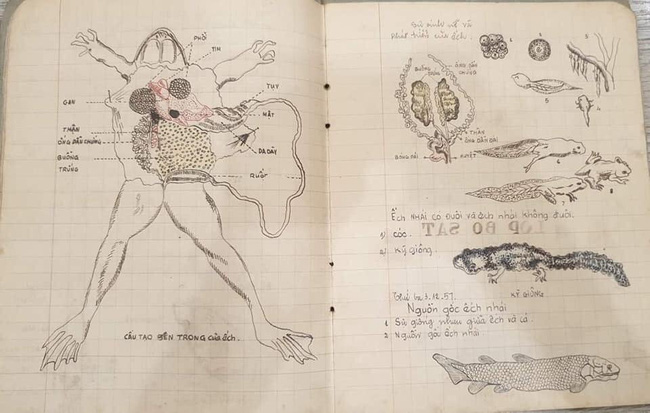 Cuốn vở Sinh học cách đây 64 năm: Ghi chép siêu nghệ thuật, hình vẽ đẹp mê hồn khiến học trò trỗi dậy động lực học hành! - Ảnh 4.