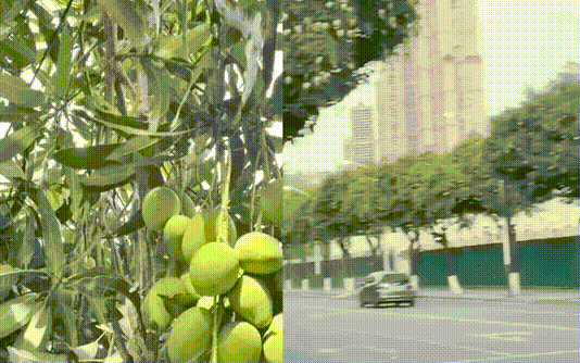 Choáng nặng vì nguyên 1 con đường bí ẩn xoài mọc trĩu quả, ai nhìn cũng tự hỏi vì sao chẳng người nào hái thế này?