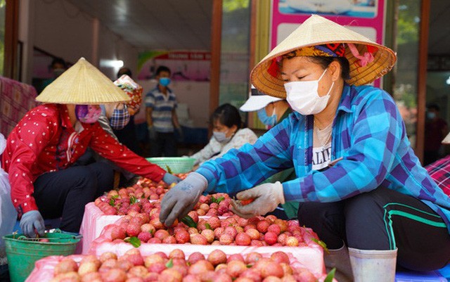 Hơn 98.000 tấn vải thiều Bắc Giang đã được tiêu thụ - Ảnh 1.