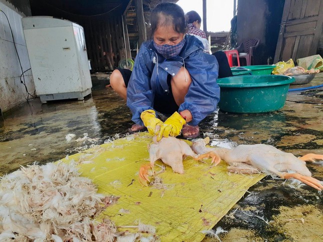 Bị phong tỏa, làng vịt nổi tiếng nhất Hà Tĩnh vắng khách ngày Tết Đoan Ngọ - Ảnh 7.