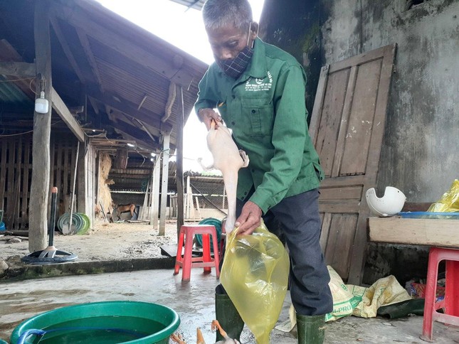 Bị phong tỏa, làng vịt nổi tiếng nhất Hà Tĩnh vắng khách ngày Tết Đoan Ngọ - Ảnh 9.