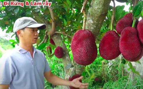 Thanh niên Trung Quốc khoe giống mít vỏ đỏ khiến dân mạng sửng sốt, ở Việt Nam cũng từng xuất hiện loại mít này nhưng thực hư thế nào?