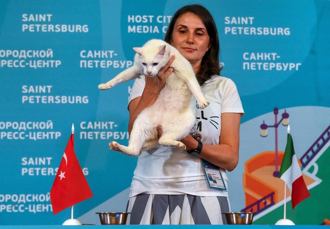 Chú mèo điếc tiên tri chính xác kết quả loạt trận đấu EURO 2020 - Ảnh 1.