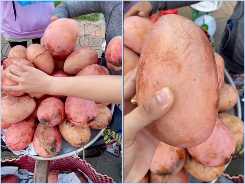 Lần đầu thấy tr&aacute;i xo&agrave;i m&agrave;u hồng c&oacute; ngoại h&igrave;nh b&eacute;o n&uacute;c n&iacute;ch ở Việt Nam, thanh ni&ecirc;n l&ecirc;n mạng hỏi giống g&igrave; th&igrave; bị doạ đến xanh mặt - Ảnh 2.