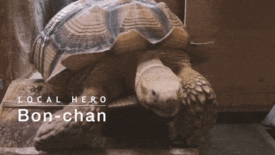Ông lão người Nhật nuôi con rùa nặng 70kg, quãng đường 5 phút đi mất 3 tiếng: Sống chậm lại, cuộc đời quả thực đáng yêu hơn bạn nghĩ - Ảnh 15.