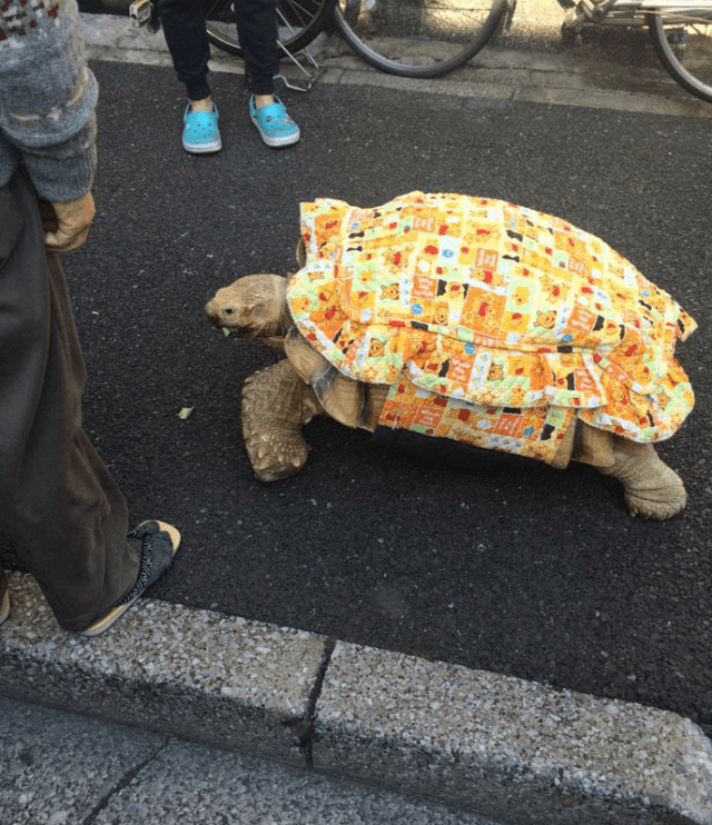 Ông lão người Nhật nuôi con rùa nặng 70kg, quãng đường 5 phút đi mất 3 tiếng: Sống chậm lại, cuộc đời quả thực đáng yêu hơn bạn nghĩ - Ảnh 10.