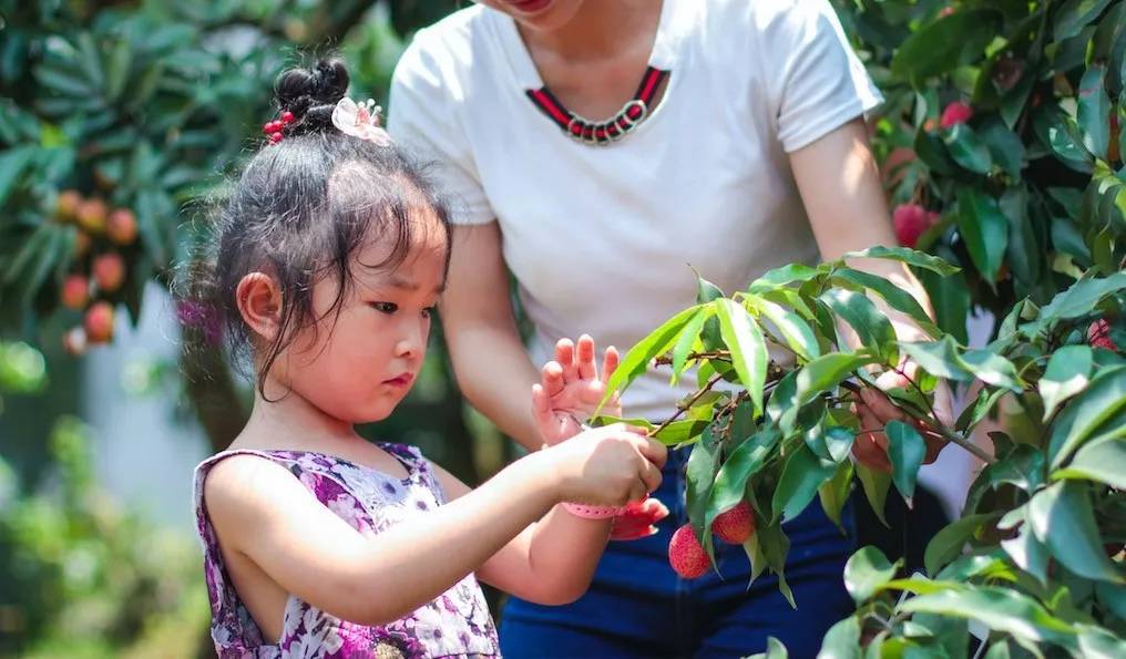 Quả vải vào mùa, vừa ngon vừa ngọt nhưng chớ ăn nhiều kẻo bị hạ đường huyết, viêm não, thậm chí tử vong - Ảnh 3.