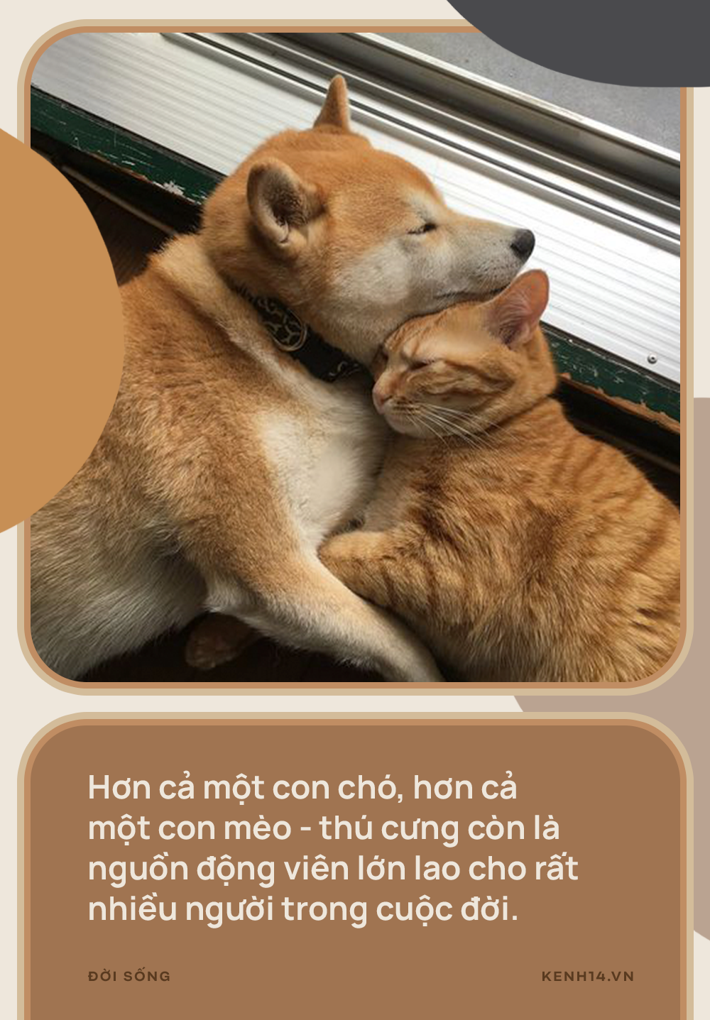 Vì sao đừng nói thú cưng chỉ là chó, mèo? - Ảnh 1.