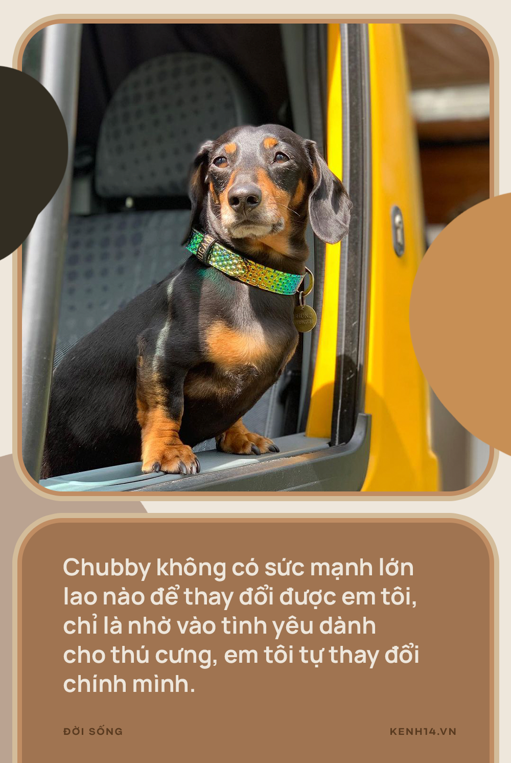 Vì sao đừng nói thú cưng chỉ là chó, mèo? - Ảnh 2.