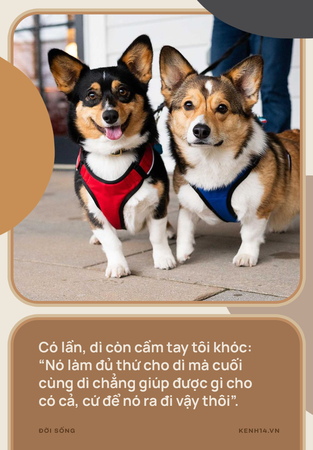 Vì sao đừng nói thú cưng chỉ là chó, mèo? - Ảnh 4.