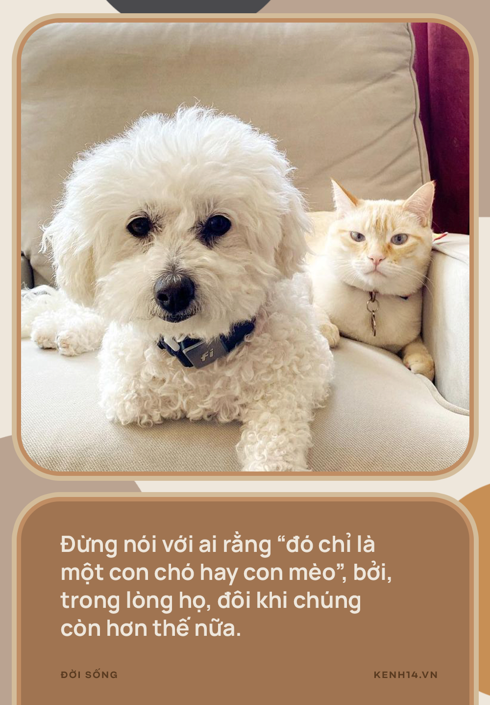 Vì sao đừng nói thú cưng chỉ là chó, mèo? - Ảnh 5.