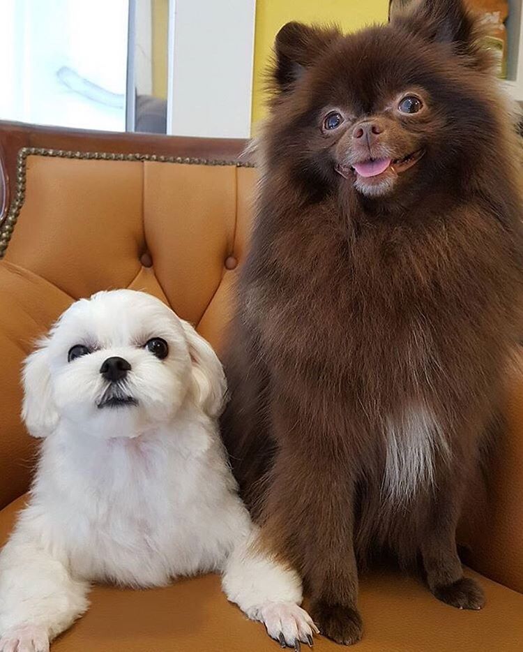 Sướng như cún cưng nhà Jisoo (BLACKPINK): Được tận 3 lãnh đạo cao cấp của Dior gửi thư tay, quà có giá gần 80 triệu đồng - Ảnh 10. Sướng như cún cưng nhà Jisoo (BLACKPINK): Được tận 3 lãnh đạo cao cấp của Dior gửi thư tay, quà có giá gần 80 triệu đồng - Ảnh 10.