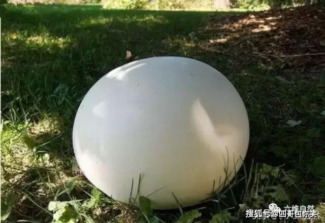 Phát hiện 2 quả trứng khổng lồ trên bãi cỏ, đi hỏi người dân địa phương, nữ du khách ngỡ ngàng trước phản ứng của đối phương - Ảnh 1.