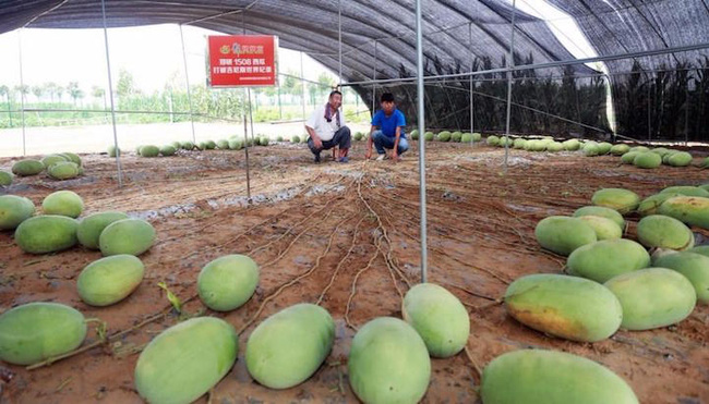 Cây dưa hấu siêu mắn chưa từng thấy trên thế giới: Đẻ sòn sòn 131 quả/vụ, lá chẳng thấy đâu mà trái sum sê - Ảnh 3.