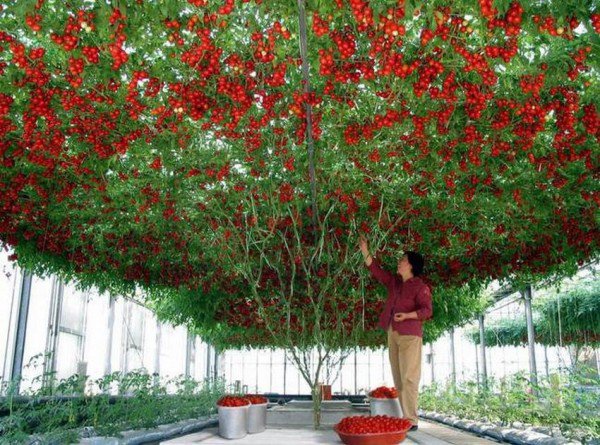 Lóa mắt với giống cà chua cho quả chi chít đỏ rực khắp giàn, lập kỷ lục thế giới với 32.000 quả một vụ - Ảnh 1.