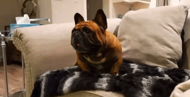 Nói mình là người yêu chó, mà không biết bài hát được sáng tác dành riêng cho hội chảnh boss này là bạn dở rồi! - Ảnh 10. Nói mình là người yêu chó, mà không biết bài hát được sáng tác dành riêng cho hội chảnh boss này là bạn dở rồi! - Ảnh 10.