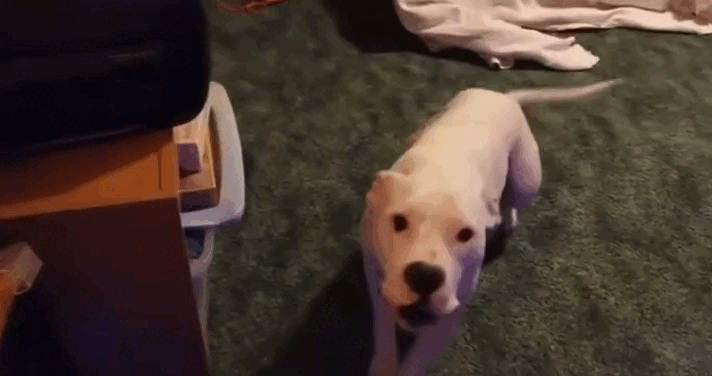 Nói mình là người yêu chó, mà không biết bài hát được sáng tác dành riêng cho hội chảnh boss này là bạn dở rồi! - Ảnh 9. Nói mình là người yêu chó, mà không biết bài hát được sáng tác dành riêng cho hội chảnh boss này là bạn dở rồi! - Ảnh 9.