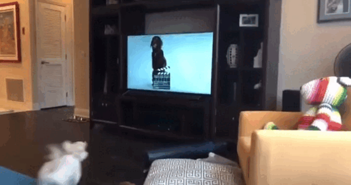 Nói mình là người yêu chó, mà không biết bài hát được sáng tác dành riêng cho hội chảnh boss này là bạn dở rồi! - Ảnh 11. Nói mình là người yêu chó, mà không biết bài hát được sáng tác dành riêng cho hội chảnh boss này là bạn dở rồi! - Ảnh 11.