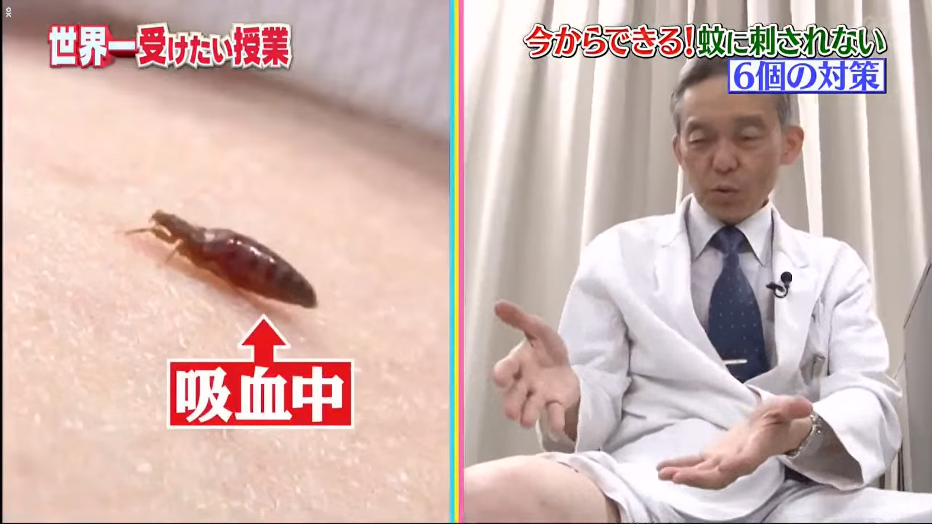 Chương trình Nhật Bản tiết lộ muỗi sợ ai tấn công nó, không dám đốt họ và 6 cách chống muỗi đốt hiệu quả mà có thể bạn chưa biết - Ảnh 1.