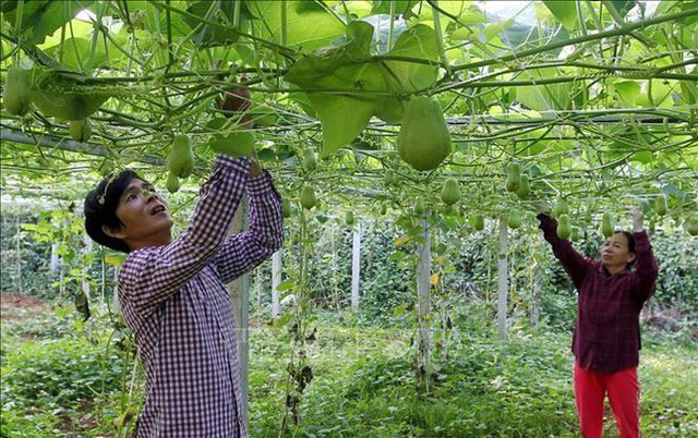 Rau, hoa Sapa rớt giá thảm - Ảnh 1.