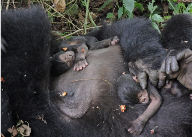 Gorilla núi quý hiếm được sinh ra tại vườn quốc gia Virunga của Congo - Ảnh 2.