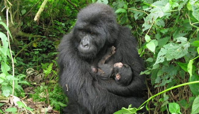 Gorilla núi quý hiếm được sinh ra tại vườn quốc gia Virunga của Congo - Ảnh 1.