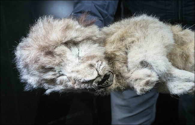 Bức ảnh con sư tử tưởng như đồ chơi nhưng lại ẩn chứa bí mật bị chôn vùi 28.000 năm, mổ bụng ra càng khiến các nhà khoa học ngỡ ngàng - Ảnh 1.