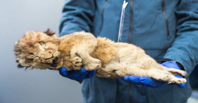 Bức ảnh con sư tử tưởng như đồ chơi nhưng lại ẩn chứa bí mật bị chôn vùi 28.000 năm, mổ bụng ra càng khiến các nhà khoa học ngỡ ngàng - Ảnh 2.