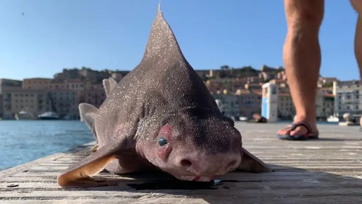 Đoàn thủy thủ tóm được cá mập mặt lợn siêu hiếm đang bơi lêu hêu gần bến cảng, chụp ảnh khoe lên mạng mà suýt bị đi tù - Ảnh 2.