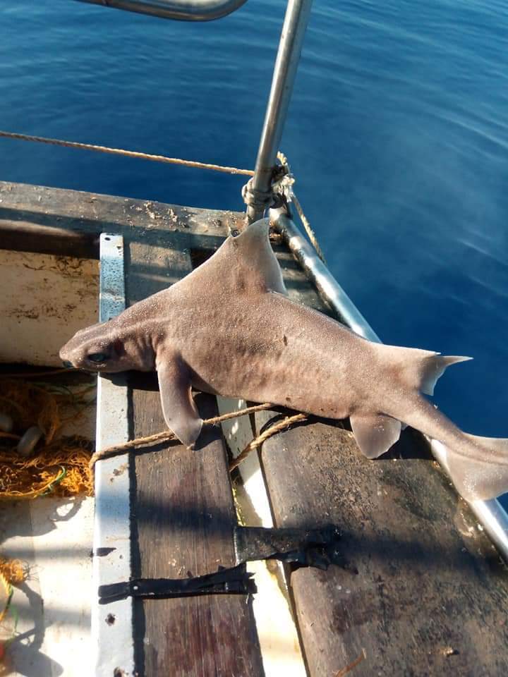Đoàn thủy thủ tóm được cá mập mặt lợn siêu hiếm đang bơi lêu hêu gần bến cảng, chụp ảnh khoe lên mạng mà suýt bị đi tù - Ảnh 5.