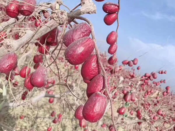 Loại quả thượng hạng của Trung Quốc được nhiều người Việt săn lùng, cách trồng và thu hoạch còn khiến dân mạng ngỡ ngàng hơn - Ảnh 5. Loại quả thượng hạng của Trung Quốc được nhiều người Việt săn lùng, cách trồng và thu hoạch còn khiến dân mạng ngỡ ngàng hơn - Ảnh 5.