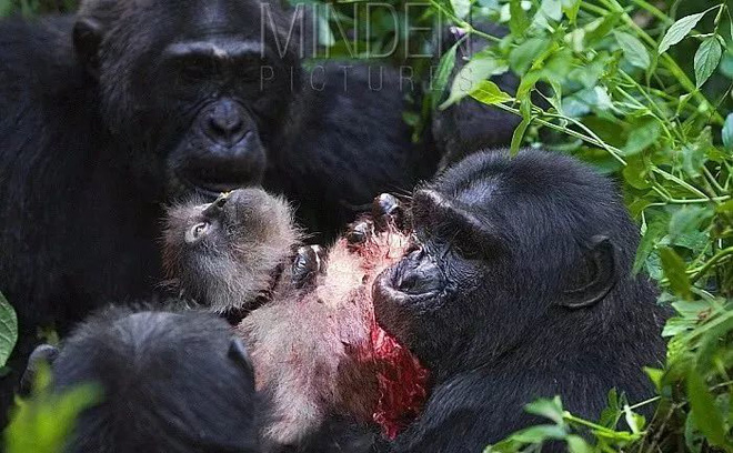 Chiến tranh tinh tinh: Vì tranh giành quyền lực mà những con tinh tinh này đã tổ chức một cuộc chiến đẫm máu kéo dài 4 năm - Ảnh 7.