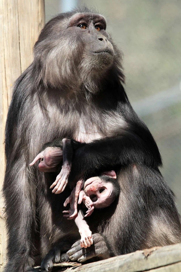 Khỉ mẹ ôm con là một trong những khoảnh khắc đáng yêu nhất của tự nhiên. Hãy xem hình ảnh của khỉ mẹ và con của chúng tình cảm trong lòng nhau, bạn sẽ cảm thấy ấm áp và hạnh phúc.