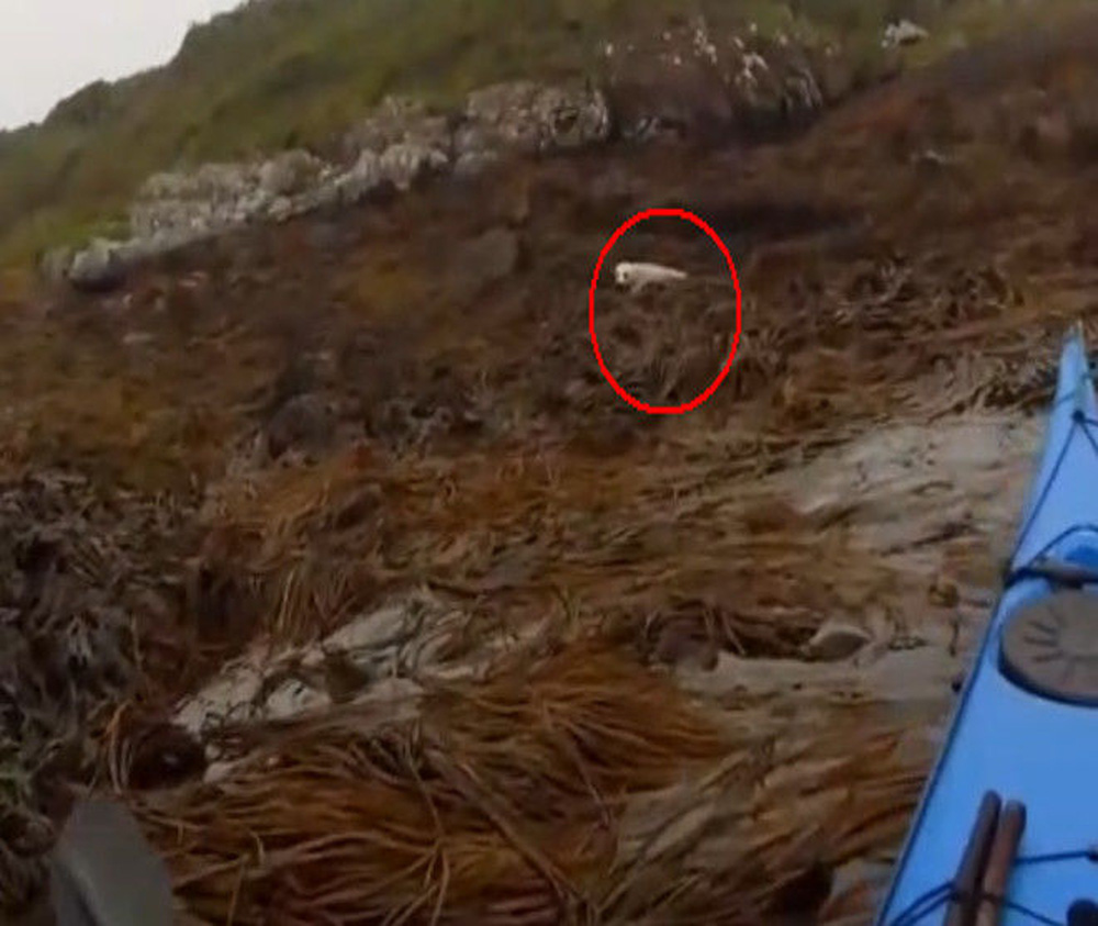 Thấy sinh vật màu trắng kỳ lạ bên bờ biển vắng, người đàn ông mừng húm khi nhìn ra sự thật - Ảnh 1. Thấy sinh vật màu trắng kỳ lạ bên bờ biển vắng, người đàn ông mừng húm khi nhìn ra sự thật - Ảnh 1.