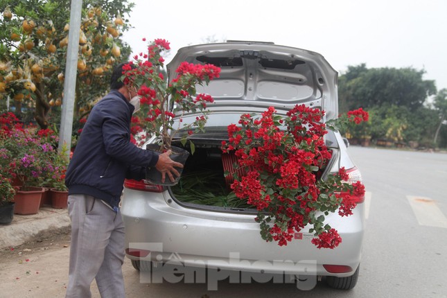 Làng hoa vào vụ Tết, người dân kiếm 20-30 triệu đồng mỗi ngày - Ảnh 12.