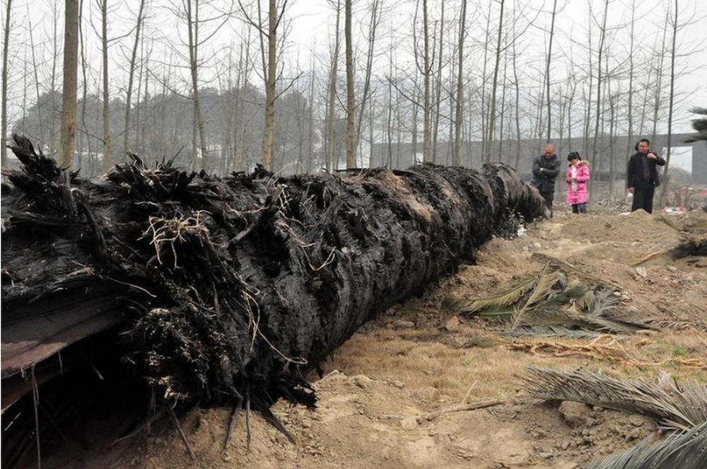 Lạ đời cây gỗ bán giá gần 9.000 tỷ nhưng cho giống không ai trồng: 5 lý do đều chính đáng - Ảnh 2.