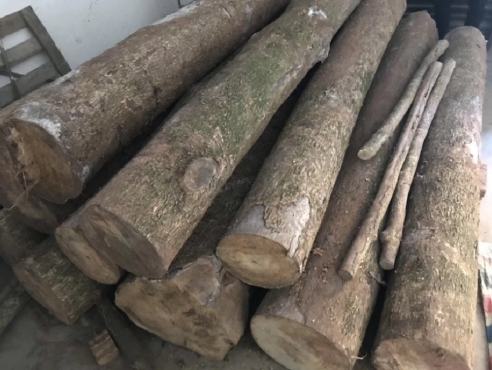 Lạ đời c&acirc;y gỗ b&aacute;n gi&aacute; gần 9.000 tỷ nhưng cho giống kh&ocirc;ng ai trồng: 5 l&yacute; do đều ch&iacute;nh đ&aacute;ng - Ảnh 5.