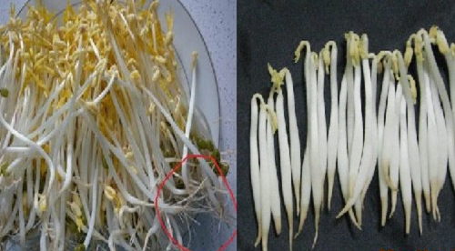 Mẹo cực đơn giản gi&uacute;p ph&acirc;n biệt gi&aacute; đỗ sạch v&agrave; gi&aacute; đỗ ng&acirc;m h&oacute;a chất - Ảnh 1.