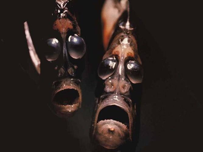 12 chú động vật với ngoại hình cực kinh dị được tìm thấy dưới rãnh Marina, nơi sâu thẳm và bí ẩn nhất ở đại dương - Ảnh 6.