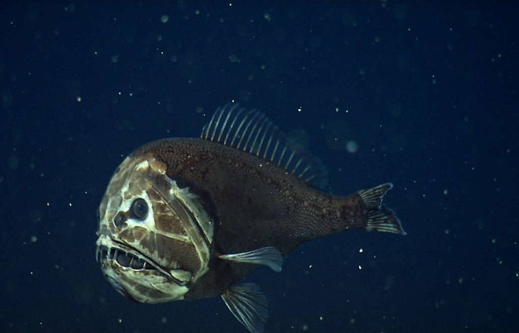 12 chú động vật với ngoại hình cực kinh dị được tìm thấy dưới rãnh Marina, nơi sâu thẳm và bí ẩn nhất ở đại dương - Ảnh 5.